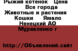 Рыжий котенок › Цена ­ 1 - Все города Животные и растения » Кошки   . Ямало-Ненецкий АО,Муравленко г.